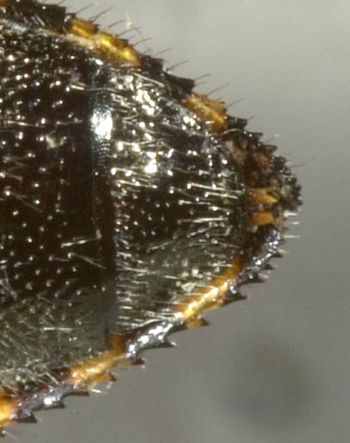 Media type: image;   Entomology 2728 Aspect: anal sclerite